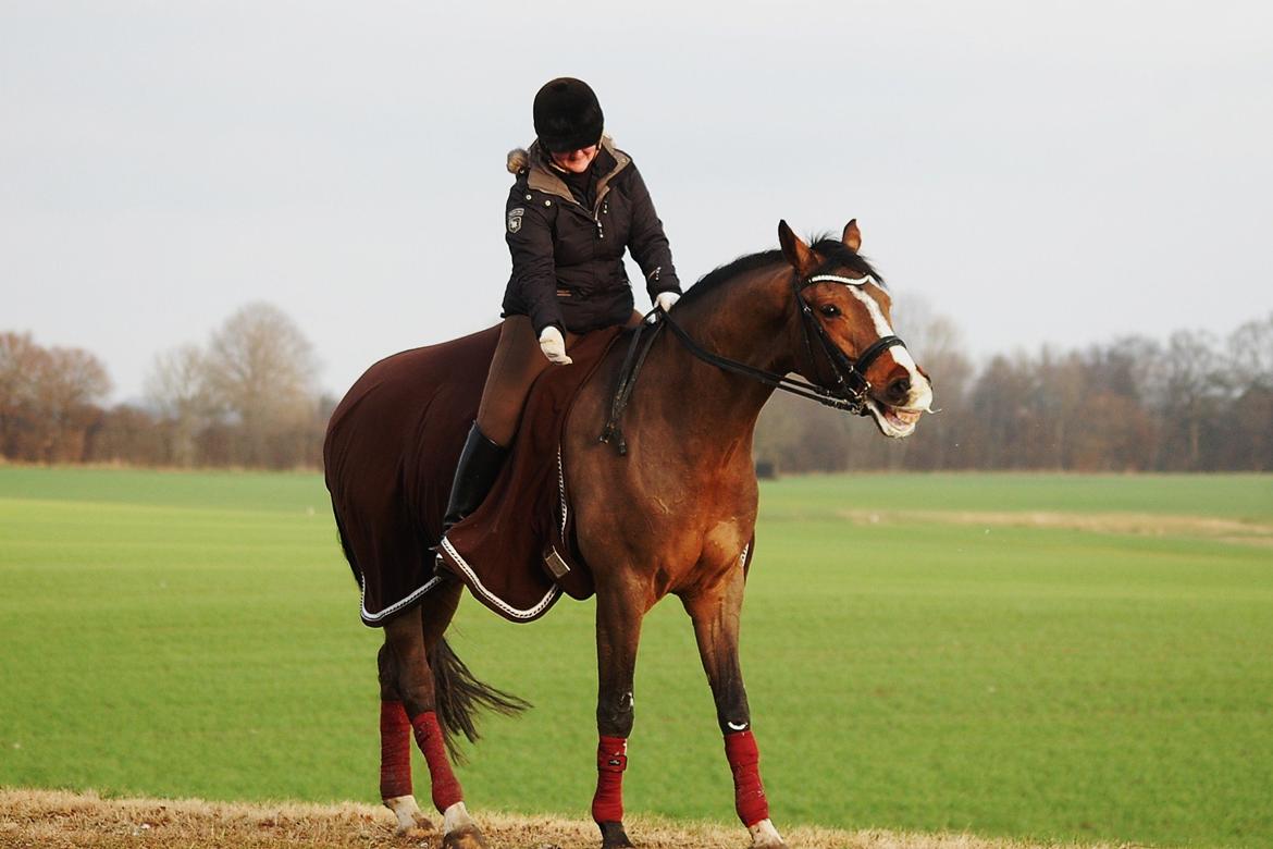 Dansk Varmblod Amour´s Don Cacier billede 49