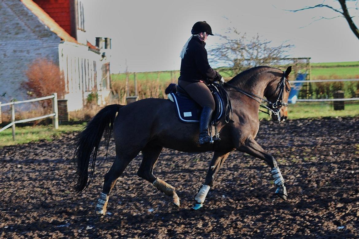 Dansk Varmblod Amour´s Don Cacier billede 31