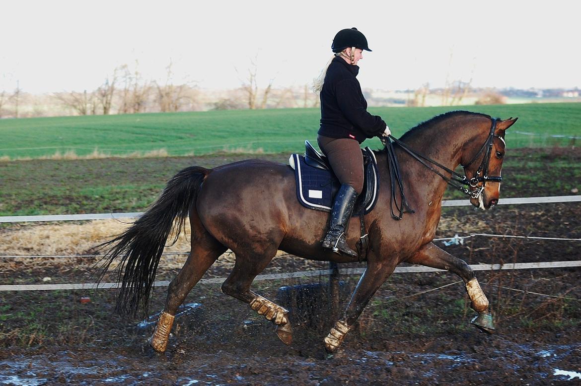 Dansk Varmblod Amour´s Don Cacier billede 4