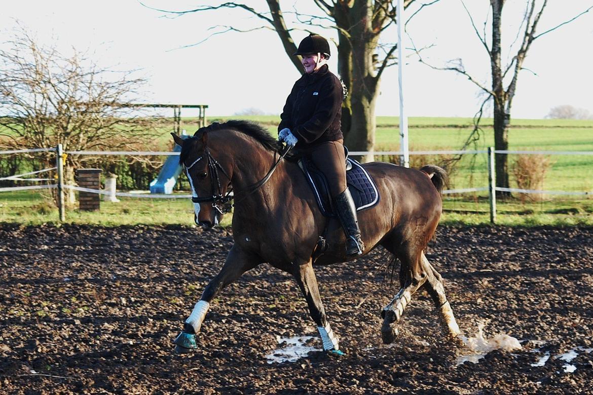 Dansk Varmblod Amour´s Don Cacier billede 15