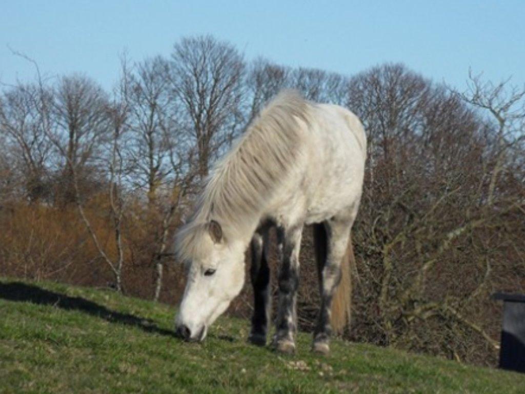 Islænder Ofieg billede 2
