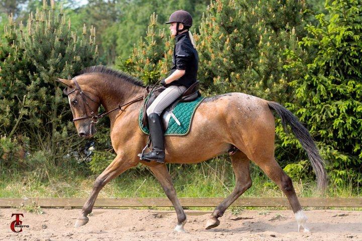 Anden særlig race Tchad the Spot (Død 2012) billede 9