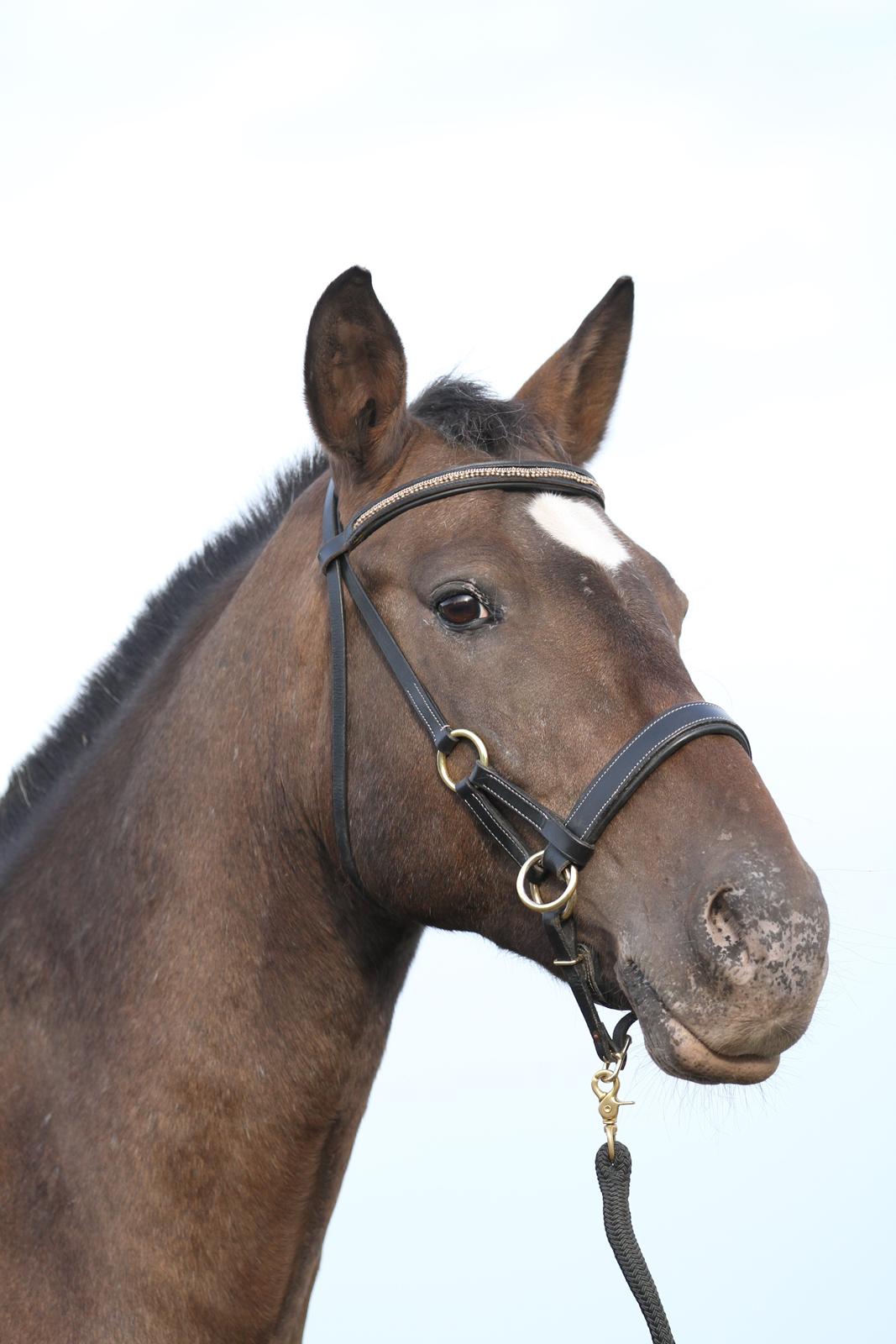 Anden særlig race Tchad the Spot (Død 2012) billede 21