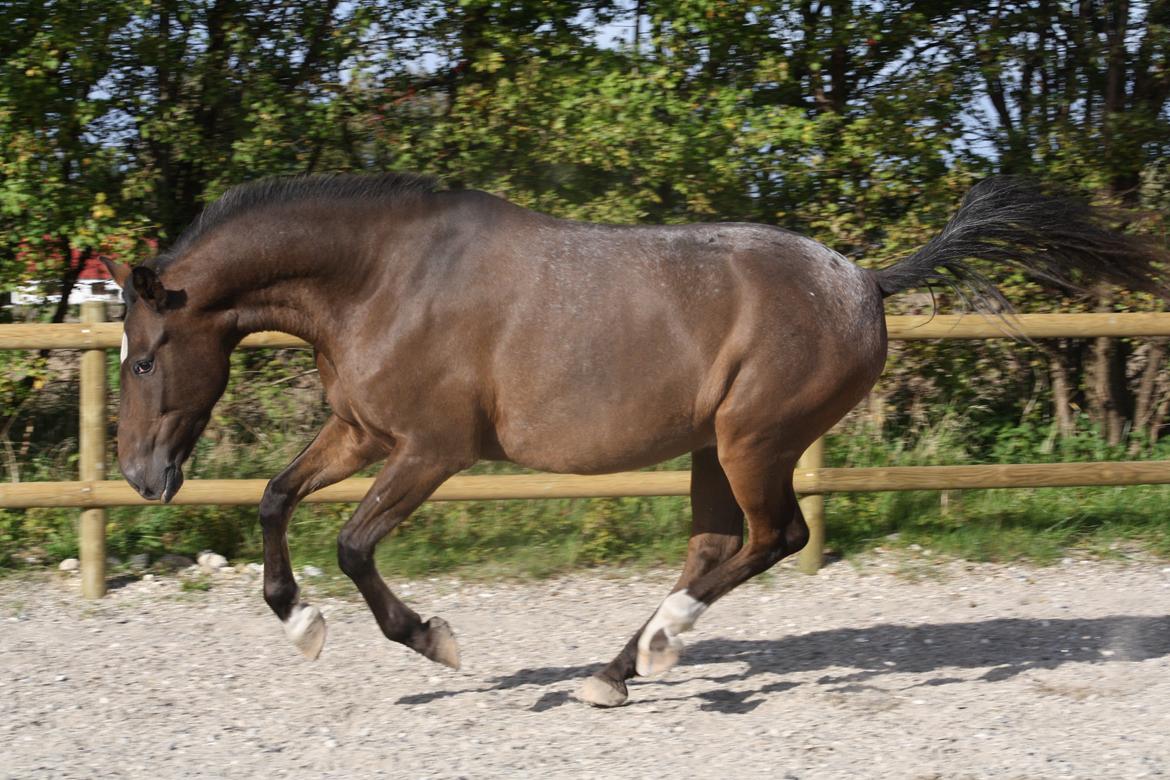 Anden særlig race Tchad the Spot (Død 2012) billede 22