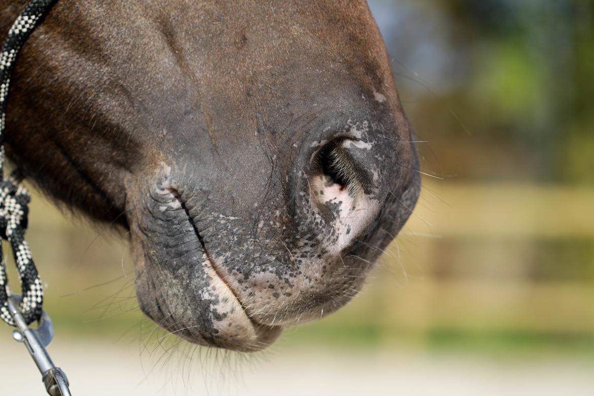 Anden særlig race Tchad the Spot (Død 2012) billede 24