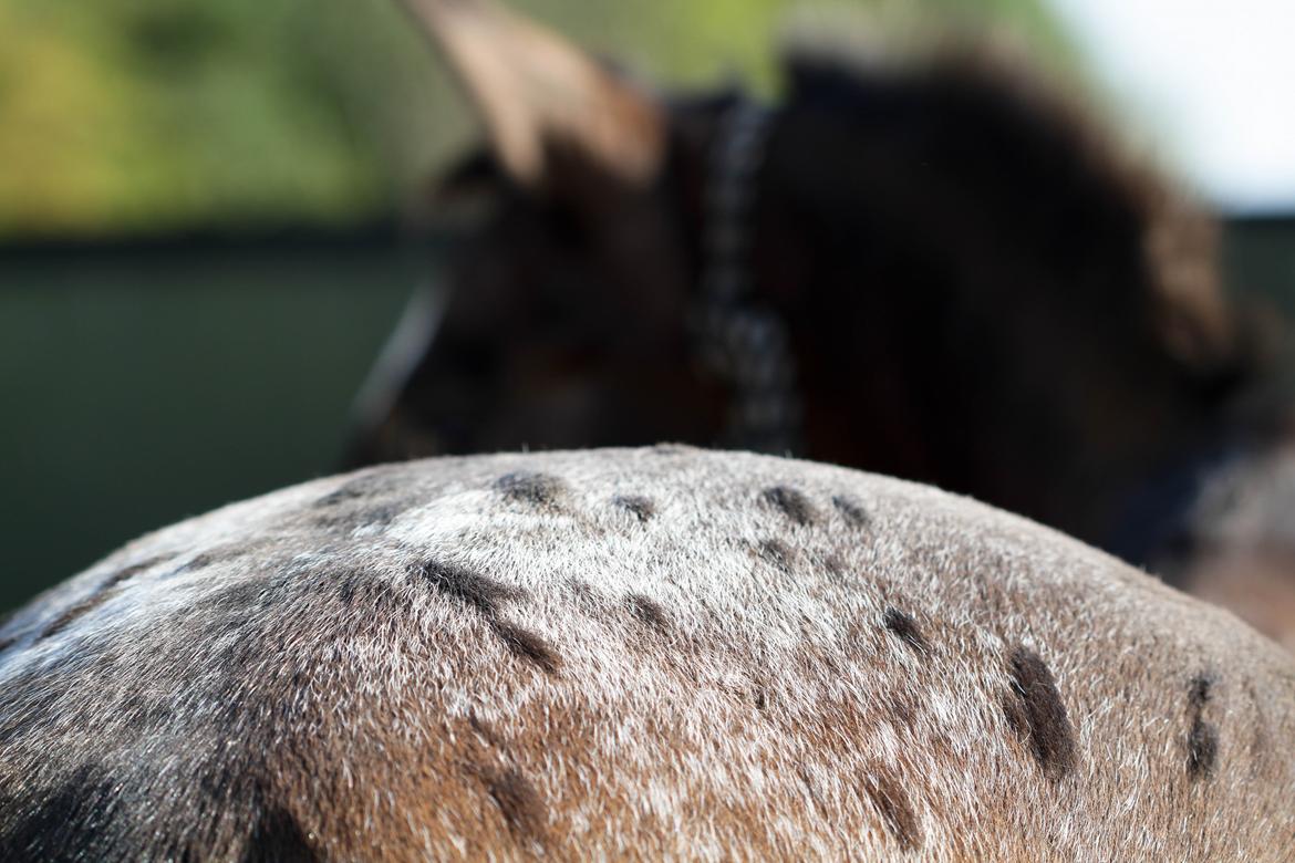 Anden særlig race Tchad the Spot (Død 2012) billede 25