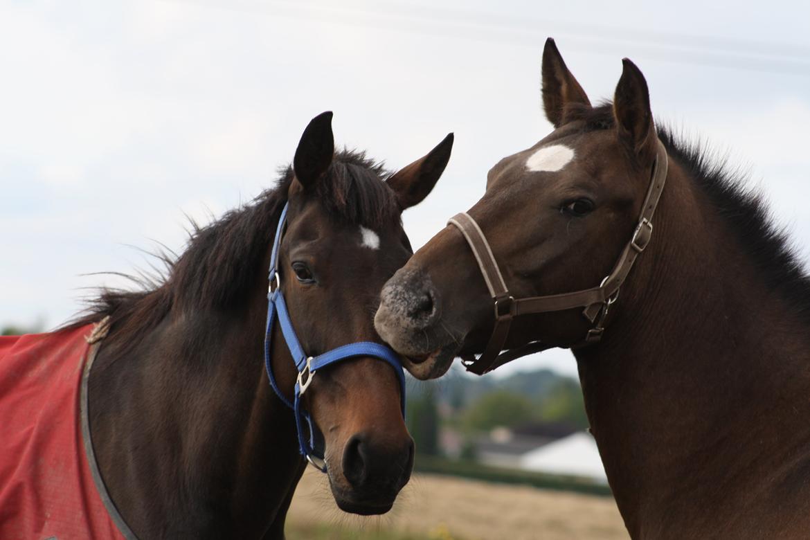 Anden særlig race Tchad the Spot (Død 2012) billede 27