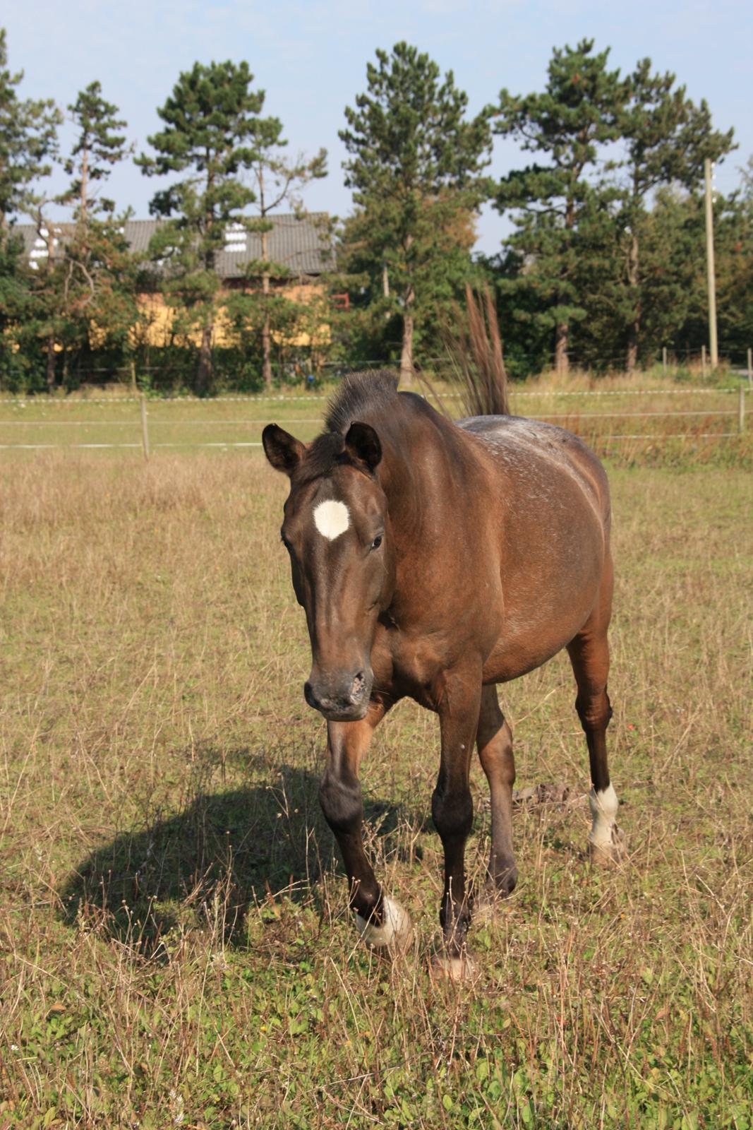 Anden særlig race Tchad the Spot (Død 2012) billede 28