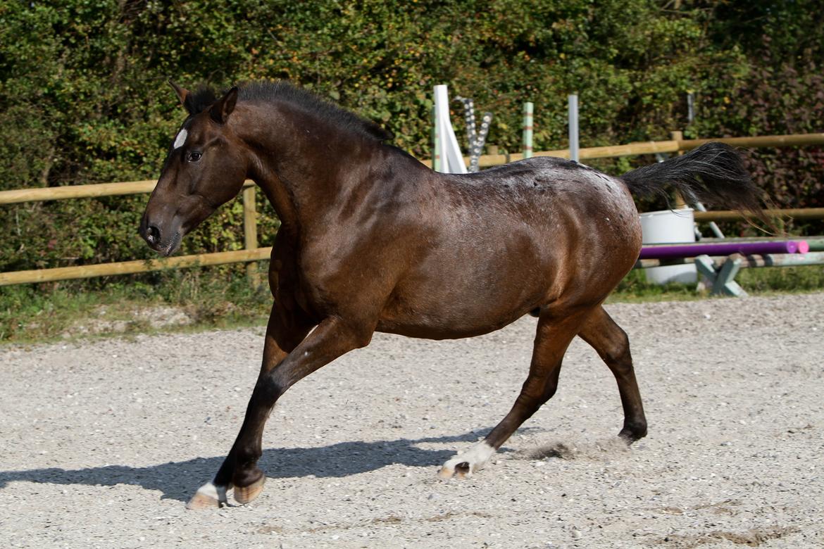 Anden særlig race Tchad the Spot (Død 2012) billede 29
