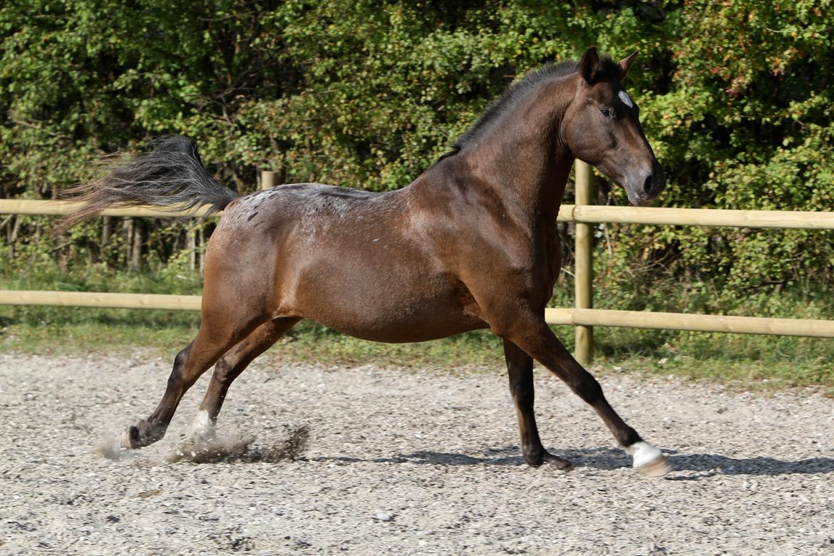 Anden særlig race Tchad the Spot (Død 2012) billede 41
