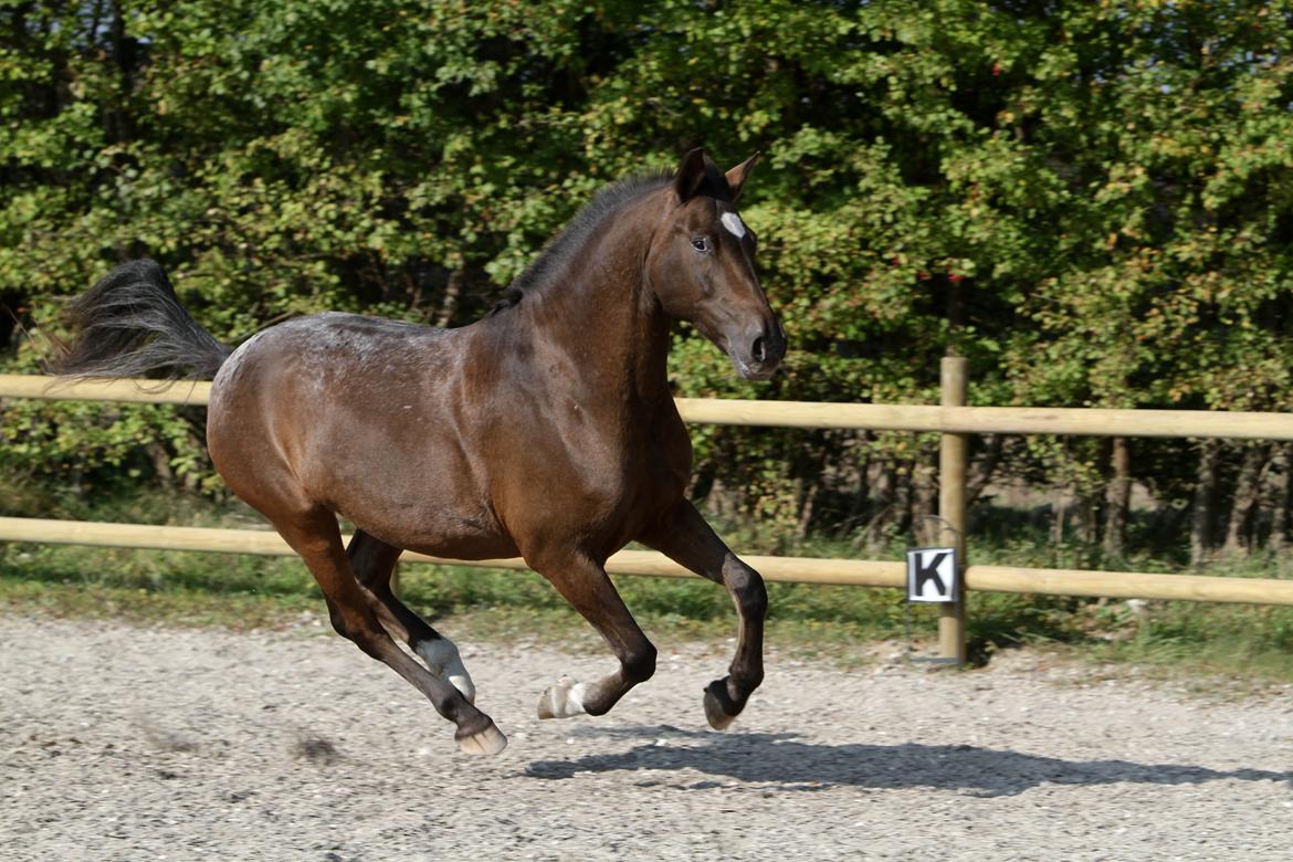 Anden særlig race Tchad the Spot (Død 2012) billede 32