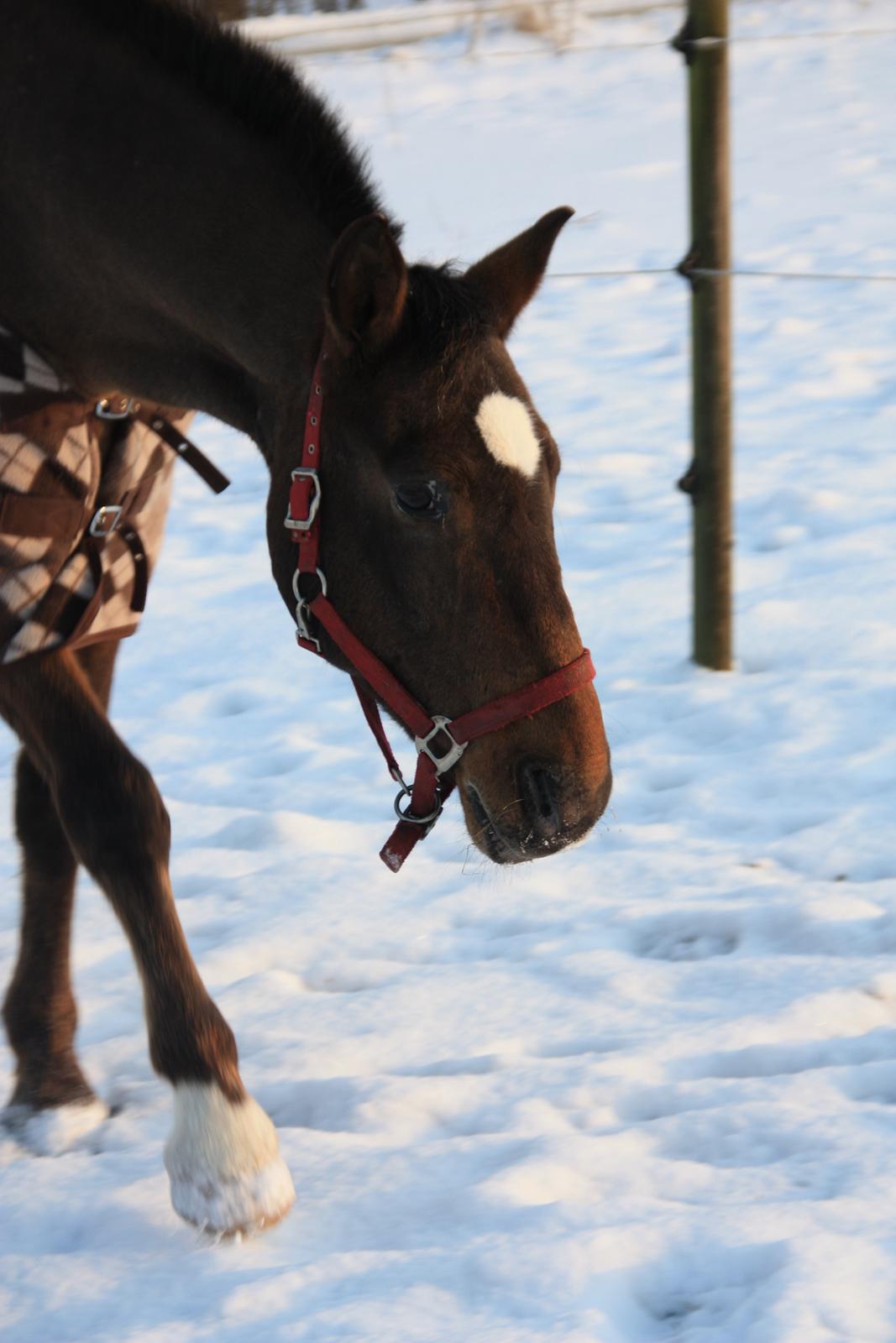 Anden særlig race Tchad the Spot (Død 2012) billede 33