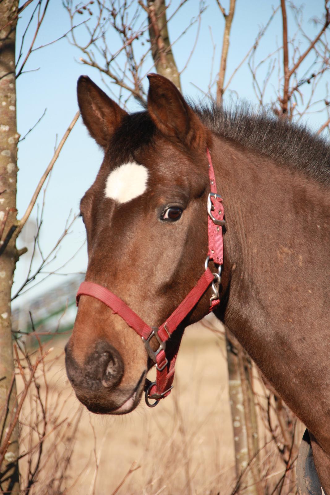 Anden særlig race Tchad the Spot (Død 2012) billede 34