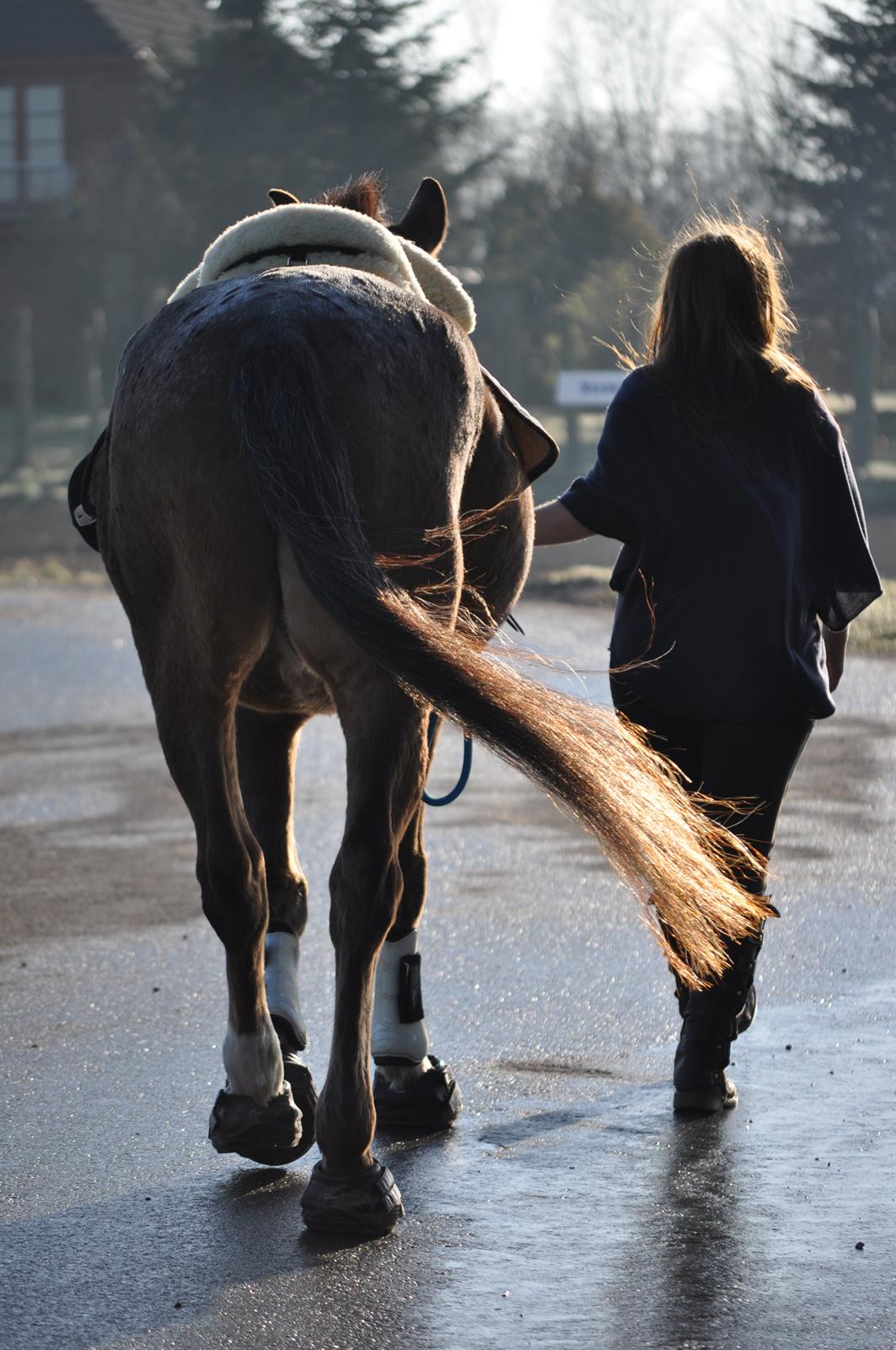 Anden særlig race Tchad the Spot (Død 2012) billede 50