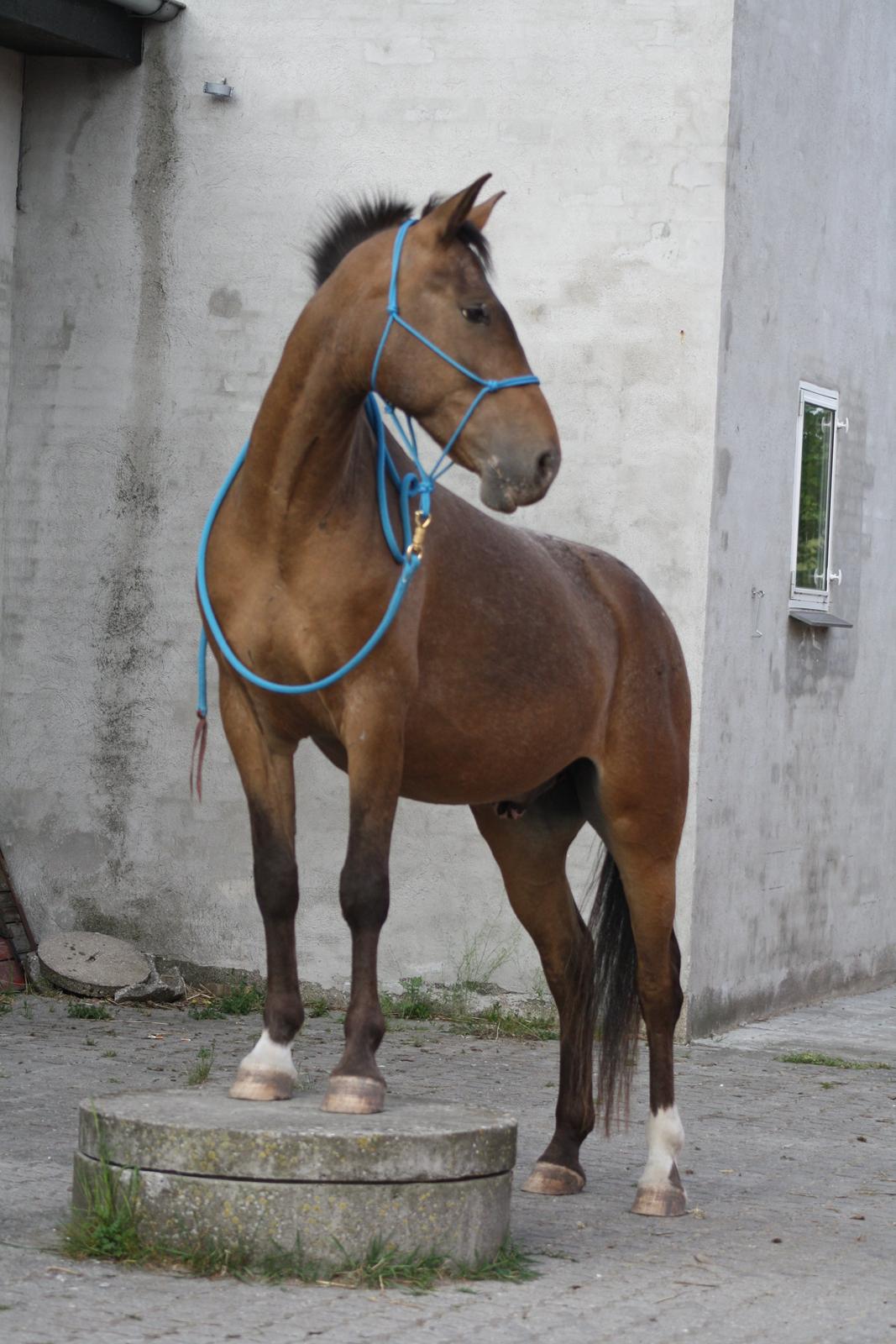 Anden særlig race Tchad the Spot (Død 2012) billede 37