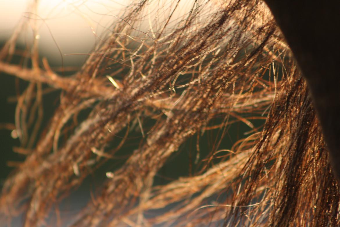 Anden særlig race Tchad the Spot (Død 2012) billede 38