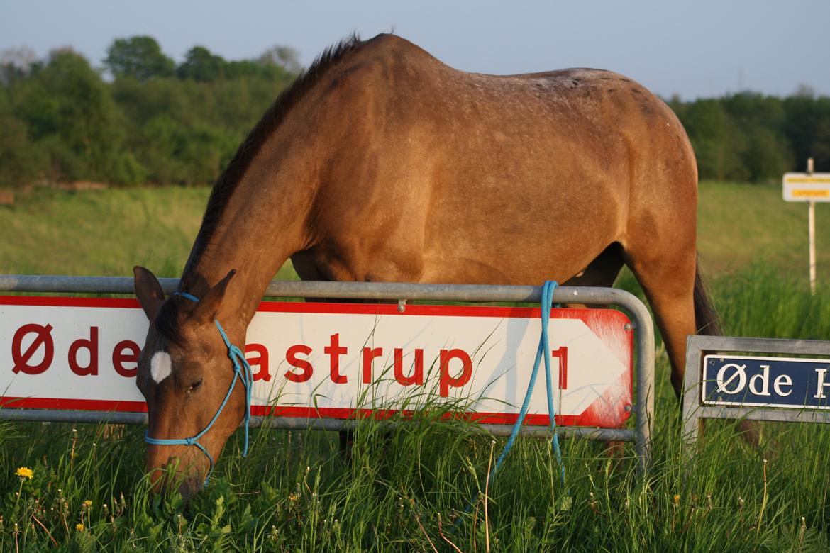 Anden særlig race Tchad the Spot (Død 2012) billede 39