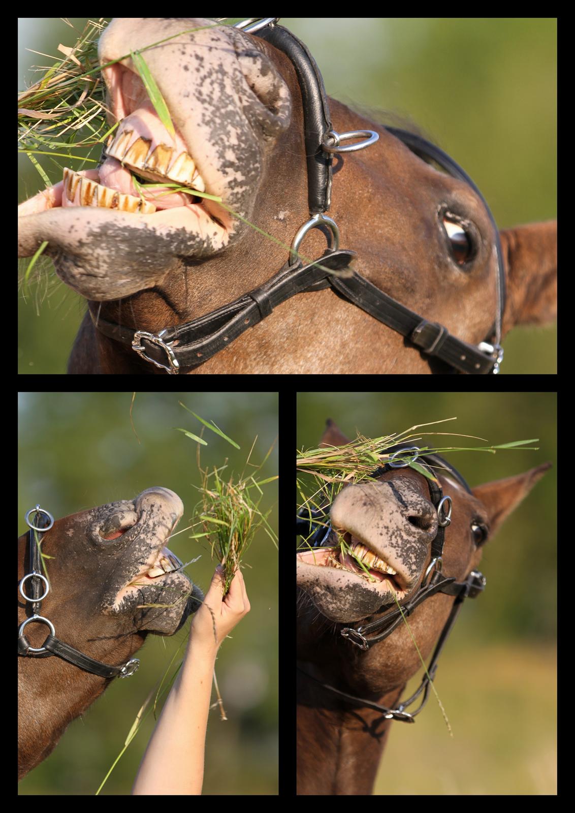 Anden særlig race Tchad the Spot (Død 2012) billede 40