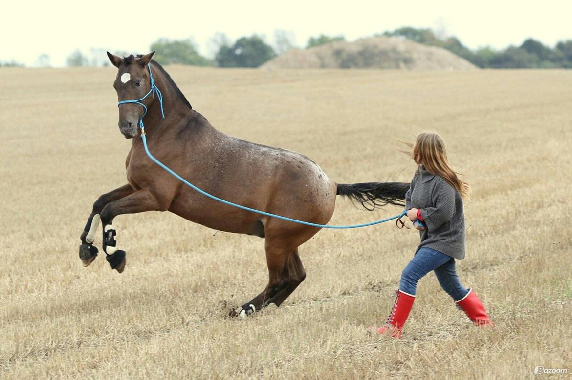 Anden særlig race Tchad the Spot (Død 2012) billede 42