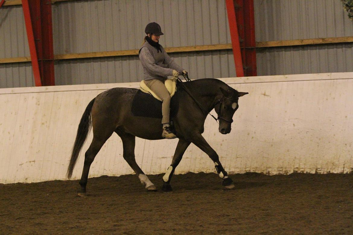 Anden særlig race Tchad the Spot (Død 2012) billede 47