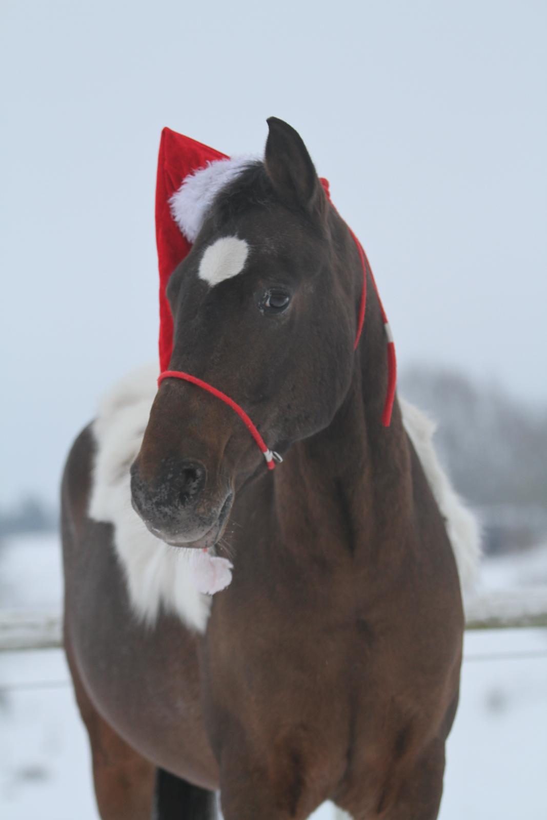 Anden særlig race Tchad the Spot (Død 2012) billede 31