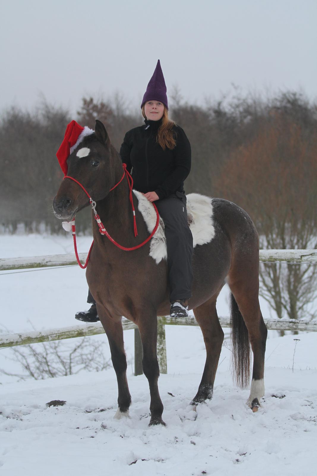 Anden særlig race Tchad the Spot (Død 2012) billede 44