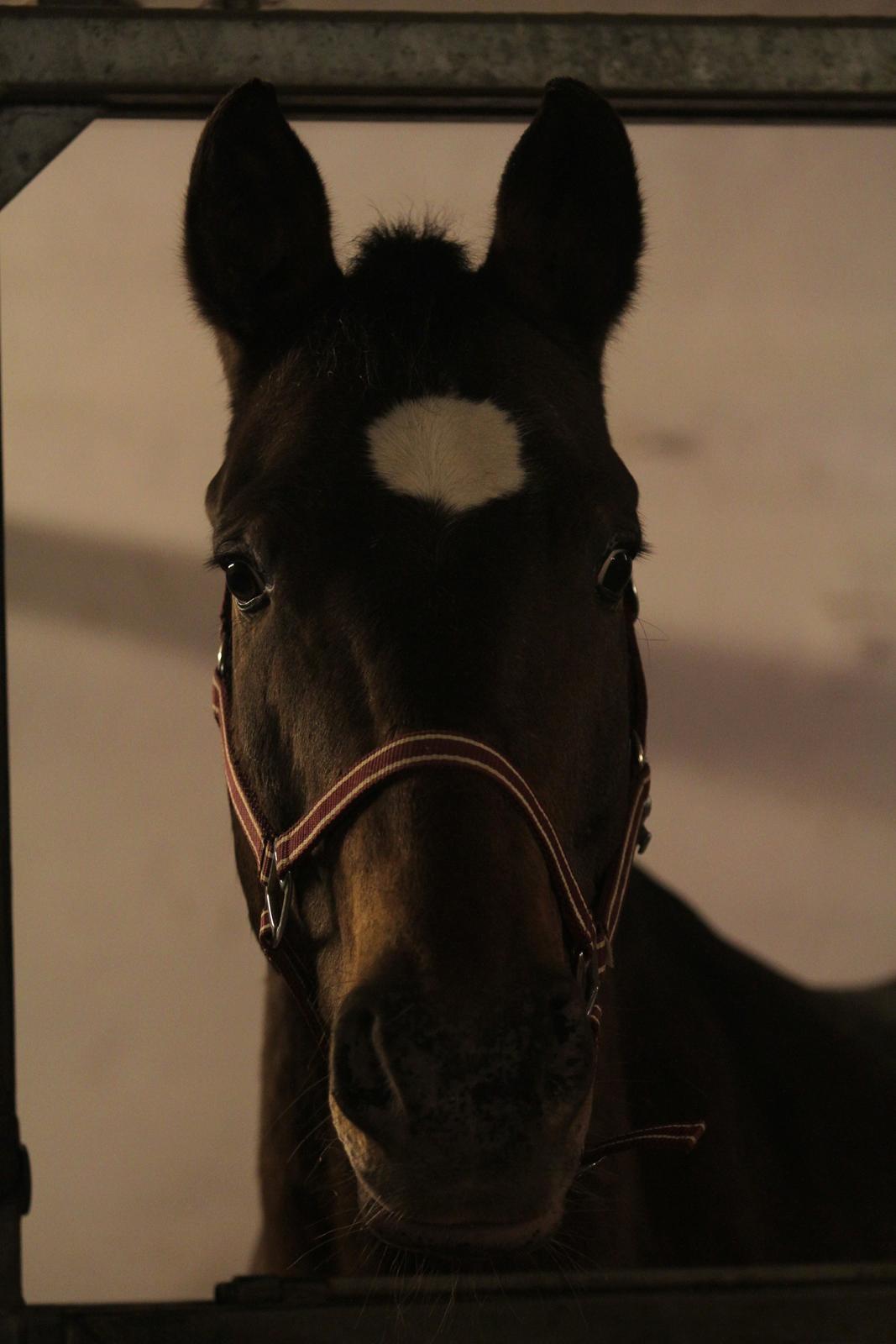 Anden særlig race Tchad the Spot (Død 2012) billede 45