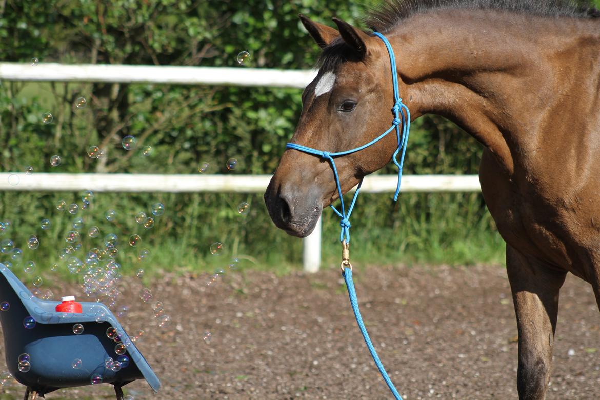 Anden særlig race Tchad the Spot (Død 2012) billede 46