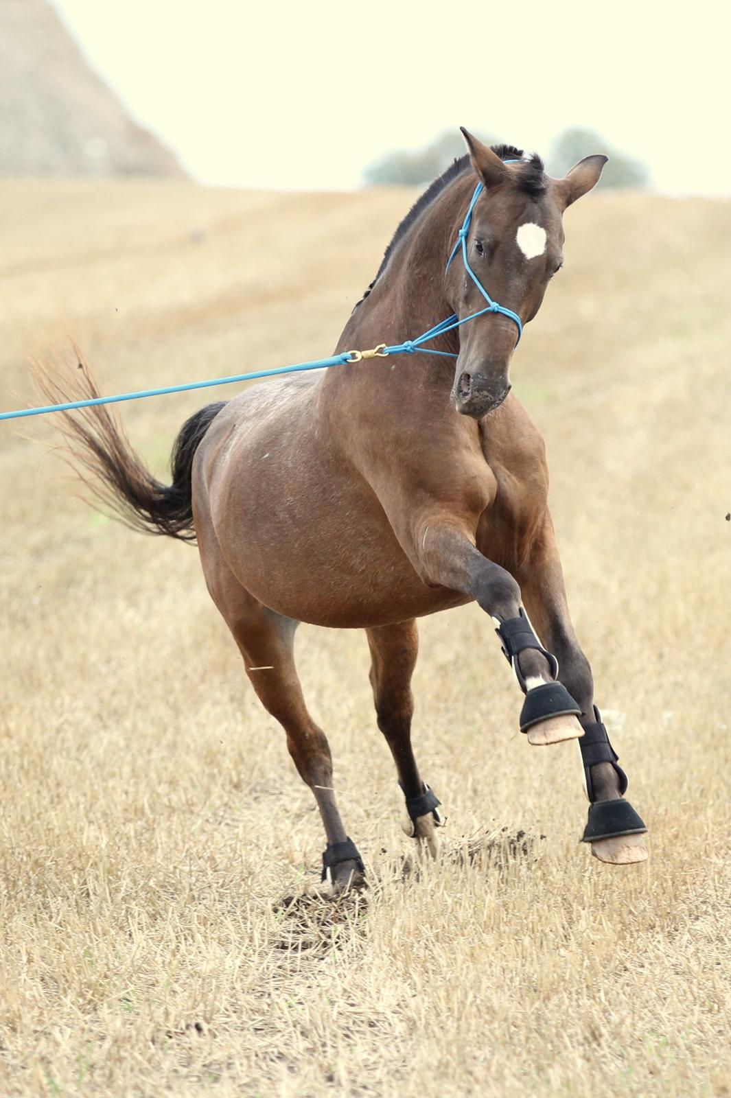 Anden særlig race Tchad the Spot (Død 2012) billede 49
