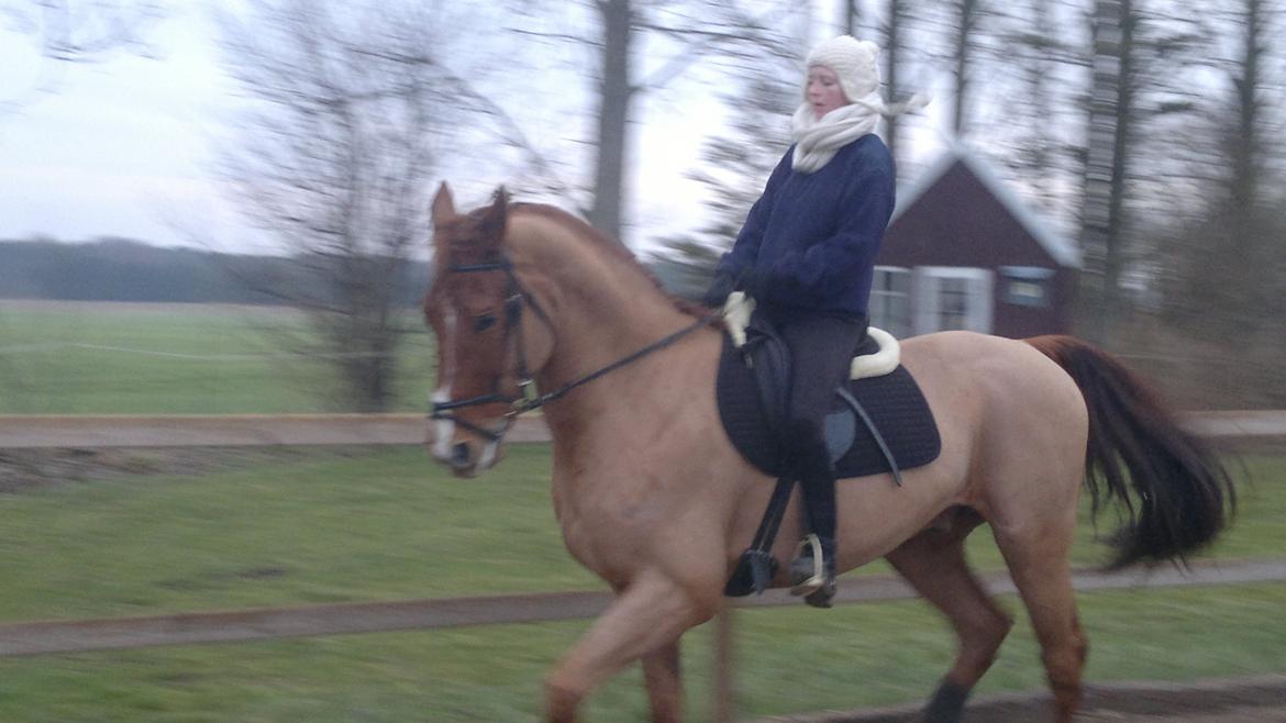 Oldenborg Kubriano langmose - 02/01-14 billede 11