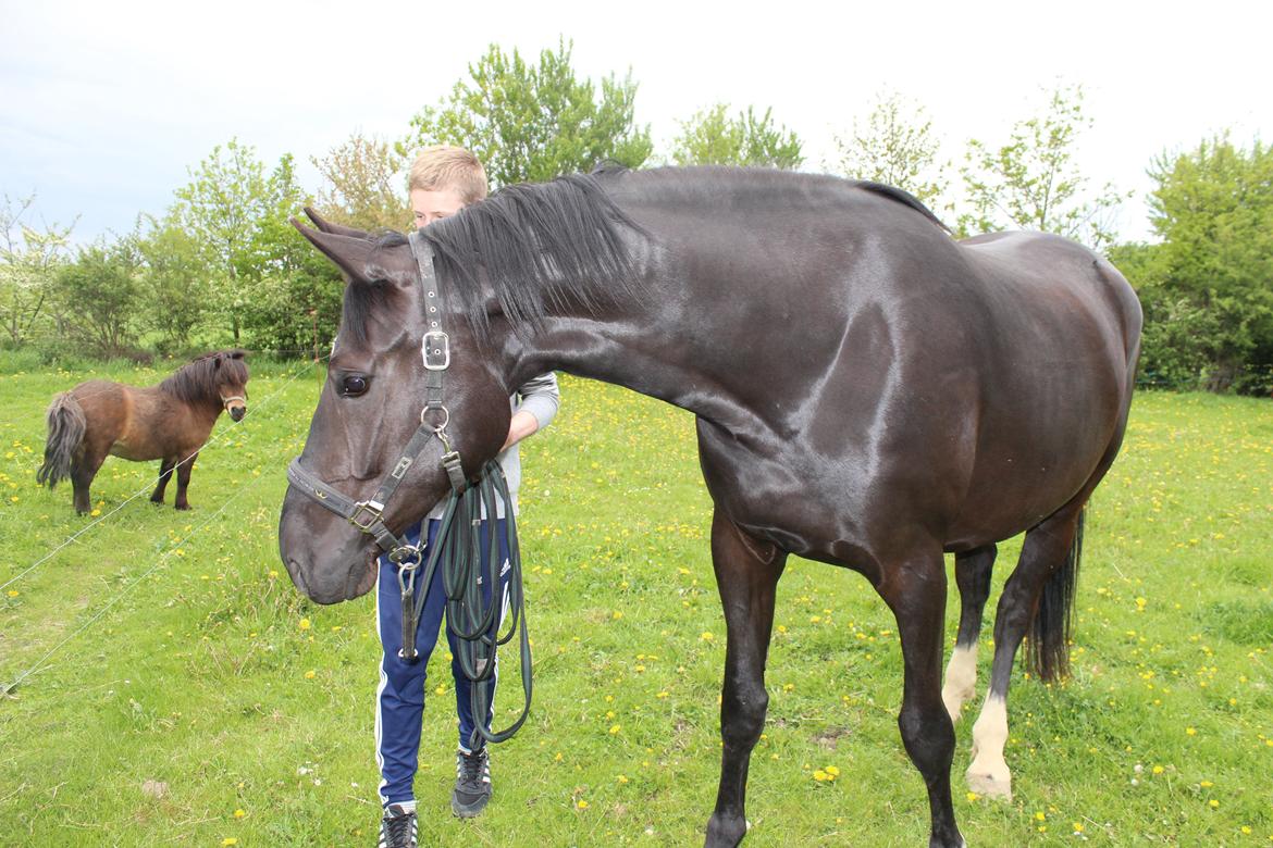 Oldenborg Overdrevsgårdens Mads billede 7