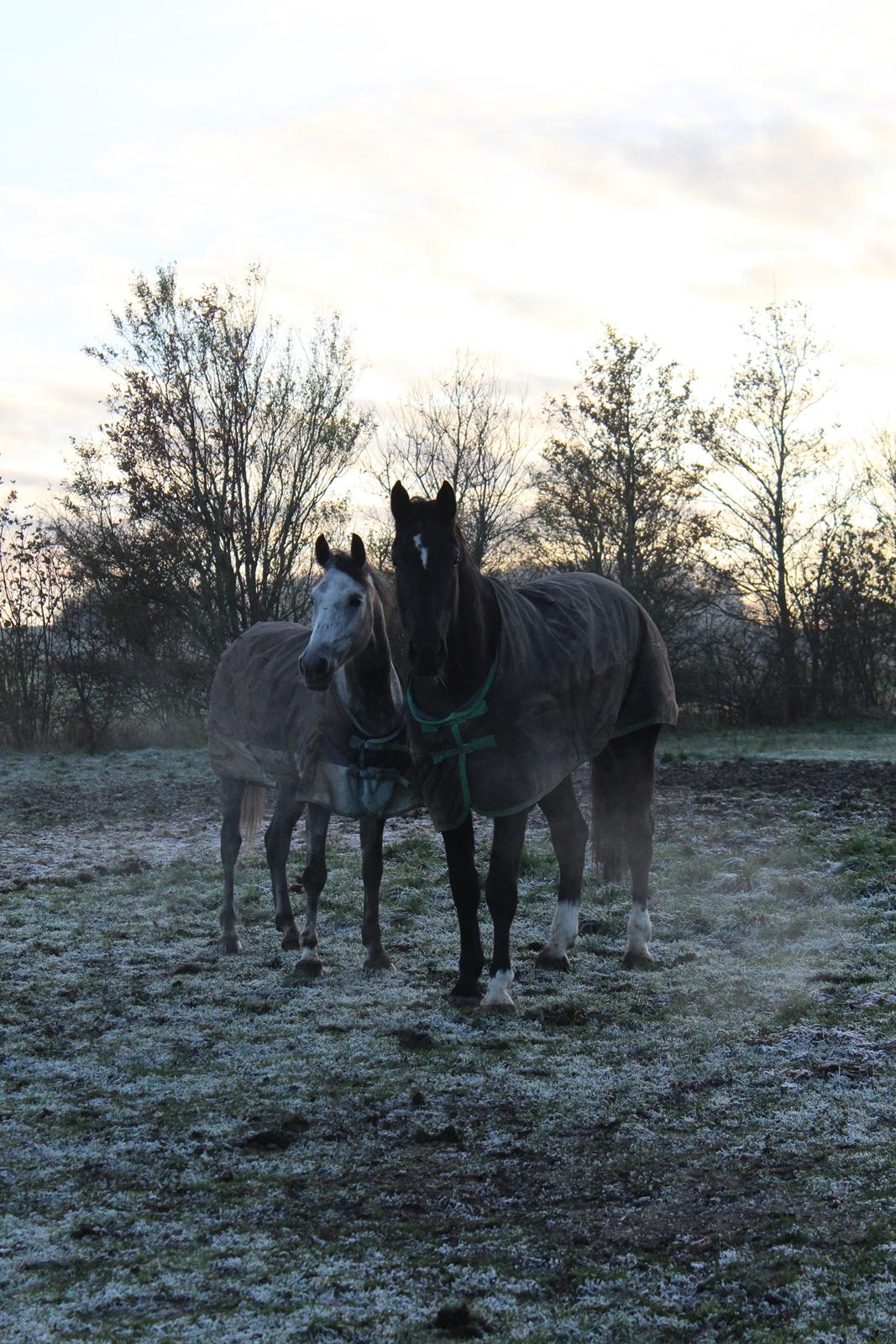 Oldenborg Overdrevsgårdens Mads billede 5
