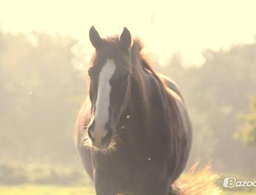 Anden særlig race Basse billede 2