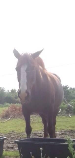 Anden særlig race Basse billede 3