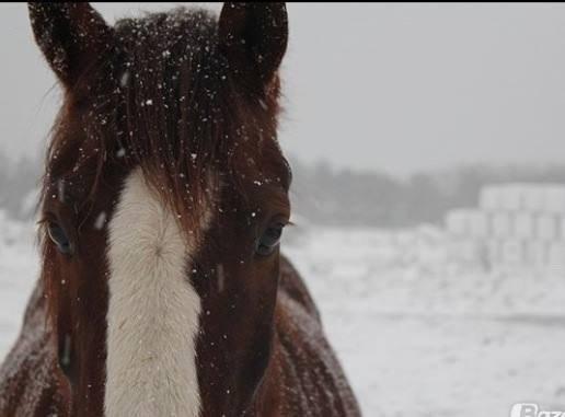 Anden særlig race Basse billede 4