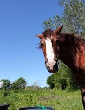 Anden særlig race Basse billede 5