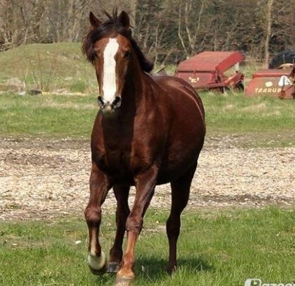 Anden særlig race Basse billede 6