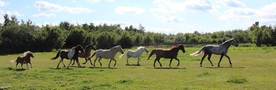 Anden særlig race Basse billede 7