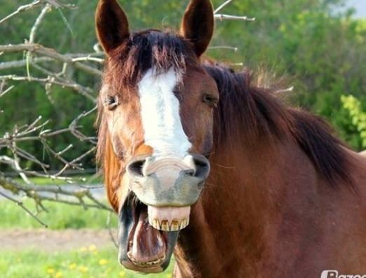 Anden særlig race Basse billede 8