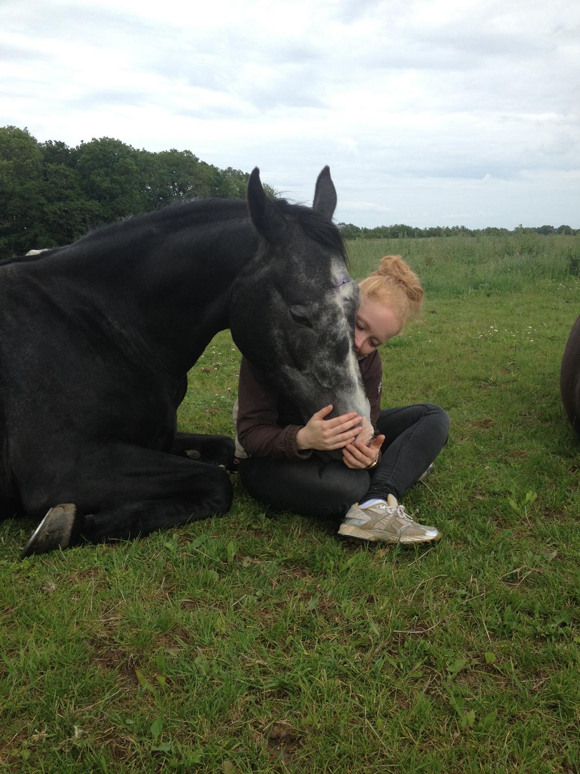 Dansk Varmblod Sir Connor (Bønne) billede 1