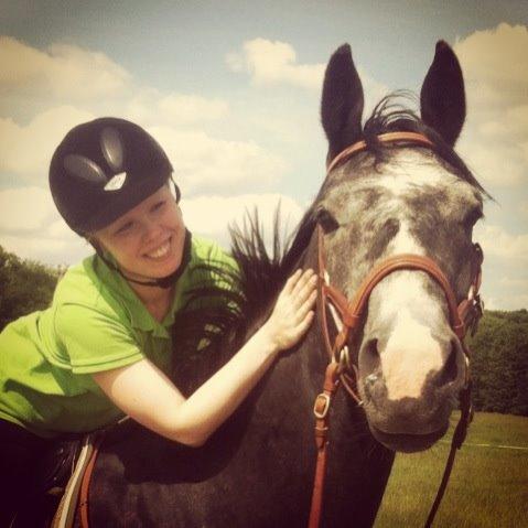 Dansk Varmblod Sir Connor (Bønne) billede 5