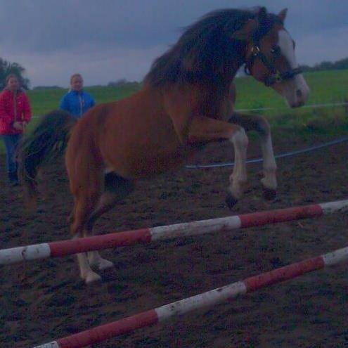 DSP De Lukas billede 2