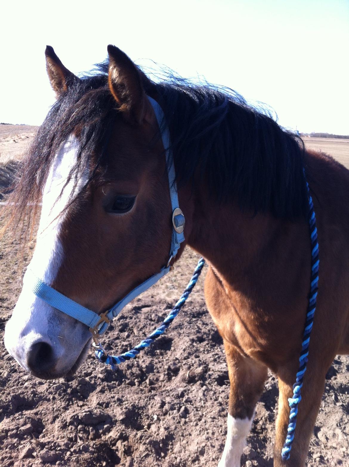 DSP De Lukas billede 7