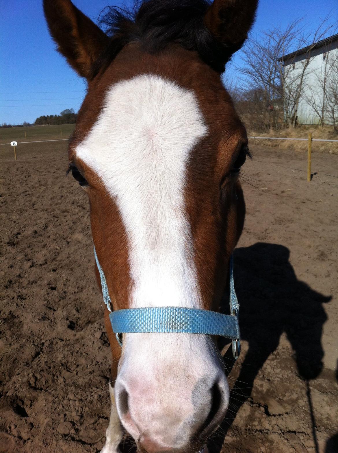 DSP De Lukas billede 8