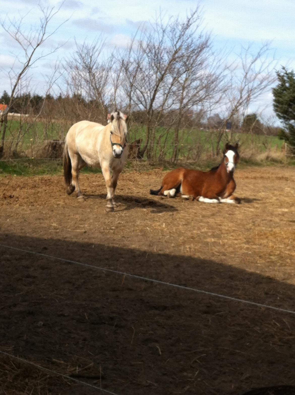 DSP De Lukas billede 9