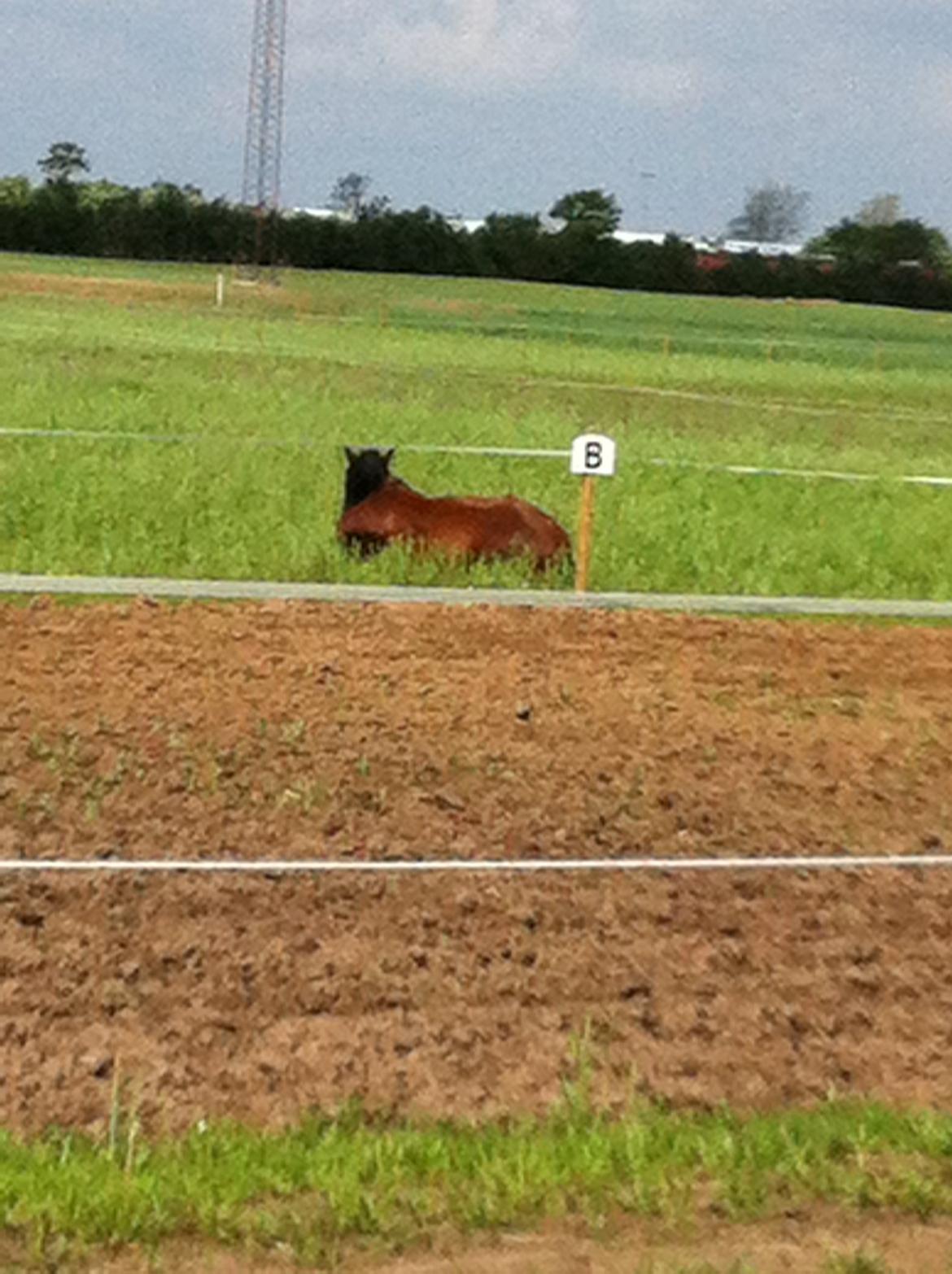 DSP De Lukas billede 10