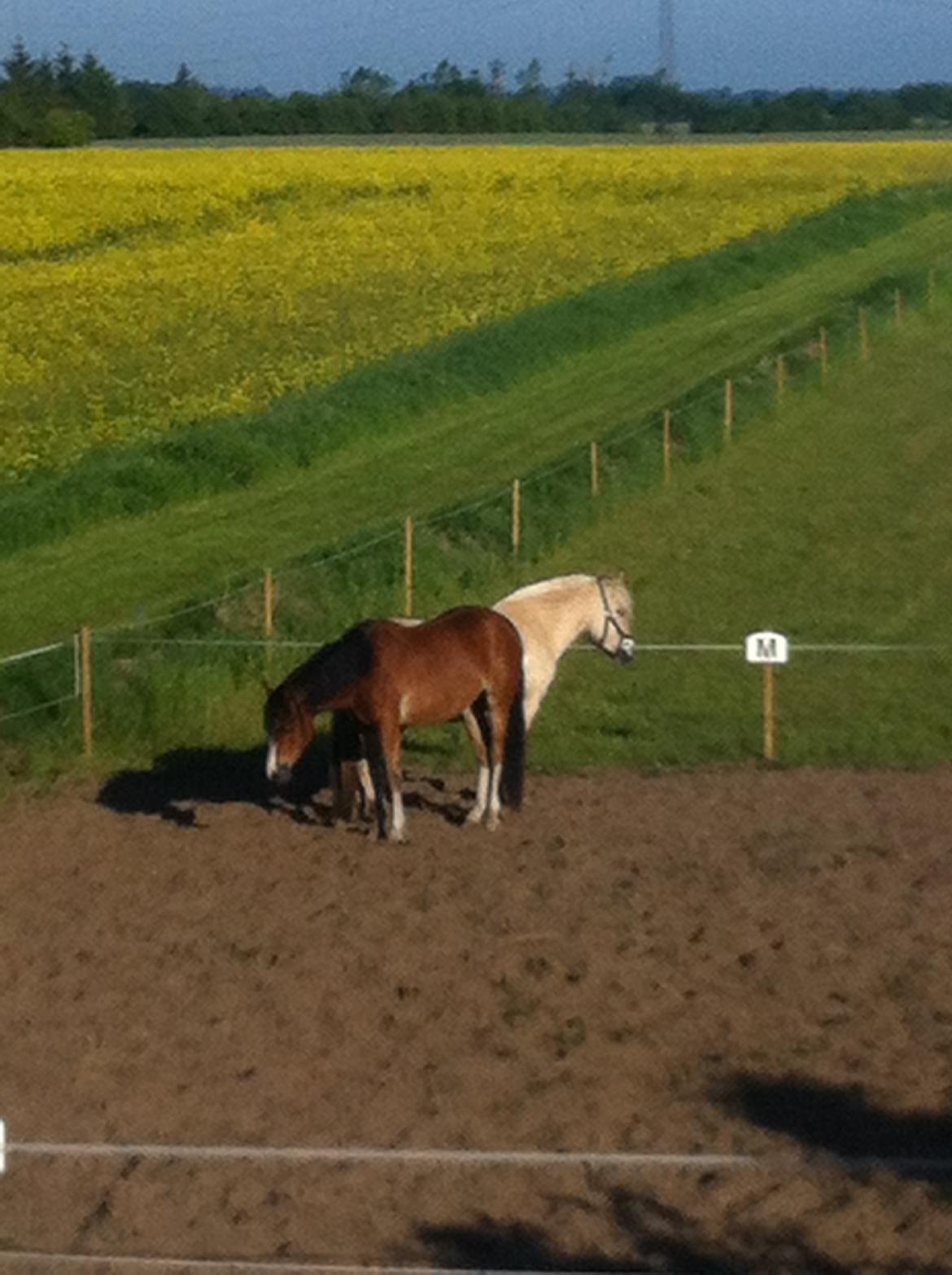 DSP De Lukas billede 11