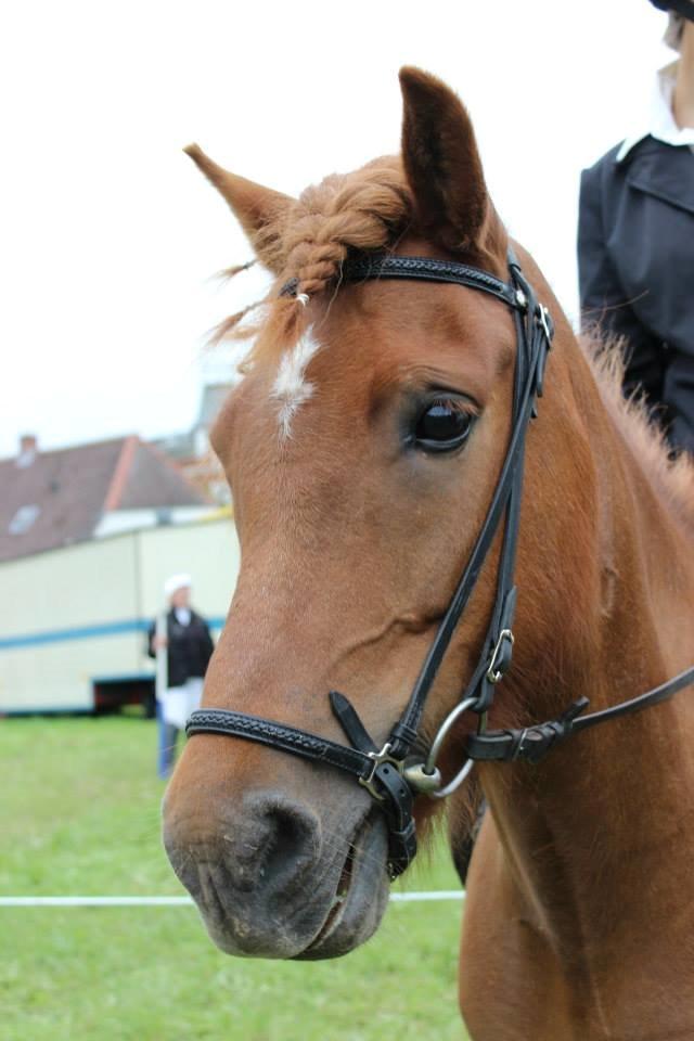 Islænder stjarna<3 - lige et billede fra vores første ringridning sammen i hørup :D billede 1