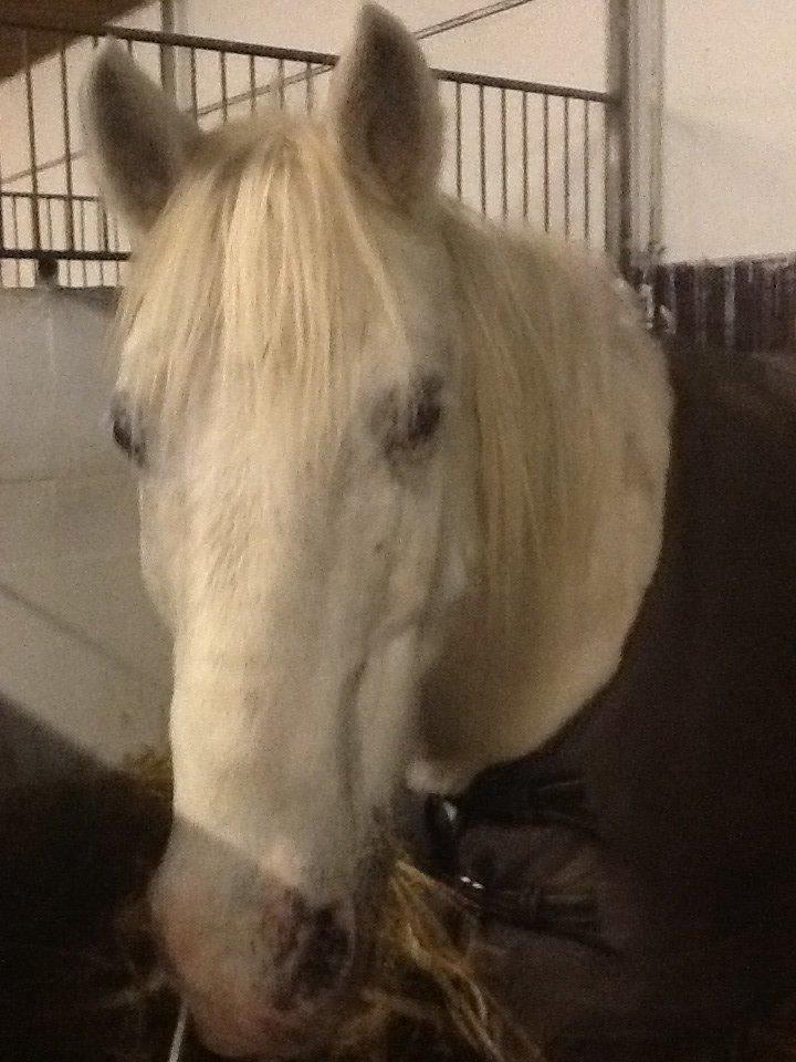 Anden særlig race Lucas billede 2