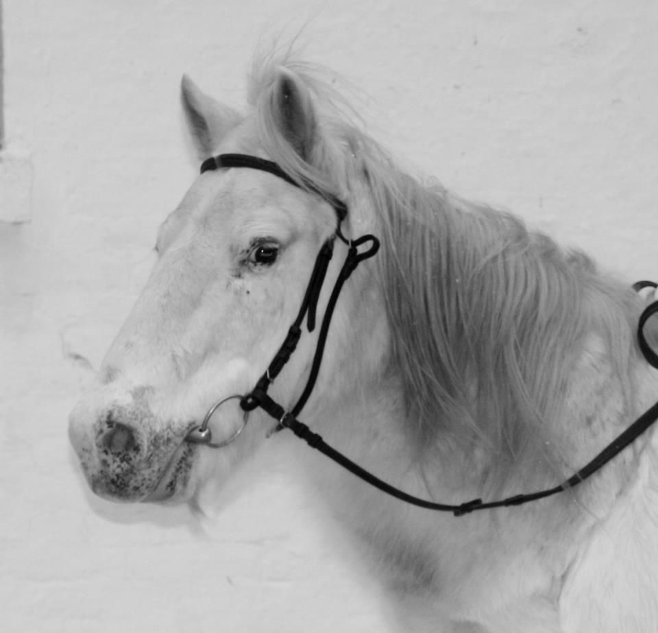 Anden særlig race Lucas billede 3